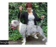 American bully - Slika 5/5