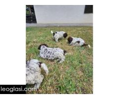 Dostupni štenci Lagoto Romanjole - Slika 4/5