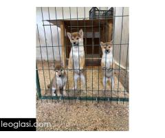 Shiba inu štenci od vrhunskih roditelja