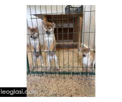 Shiba inu štenci od vrhunskih roditelja