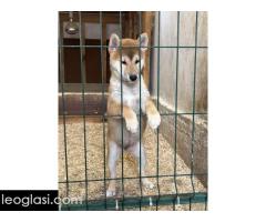Shiba inu štenci od vrhunskih roditelja - Slika 4/5