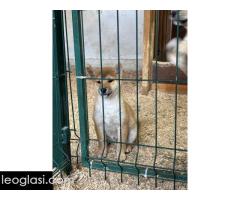 Shiba inu štenci od vrhunskih roditelja - Slika 5/5
