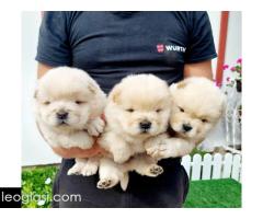 Chow Chow cau cau stenci
